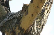 Leopard in der Serengeti